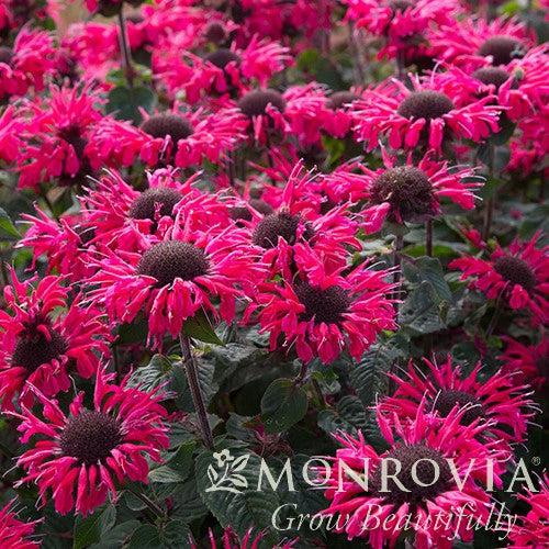 Monarda 'Bee-Happy' ~ Monrovia® Bee-You™ Bee-Happy Bee Balm-ServeScape