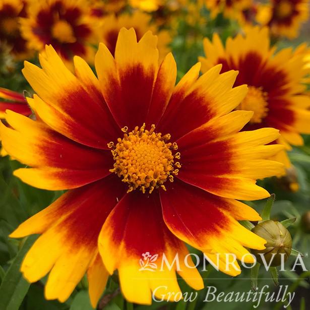 Coreopsis 'Baluptgonz' ~ Monrovia® Uptick™ Gold & Bronze Tickseed-ServeScape