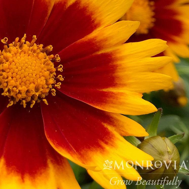Coreopsis 'Baluptgonz' ~ Monrovia® Uptick™ Gold & Bronze Tickseed-ServeScape