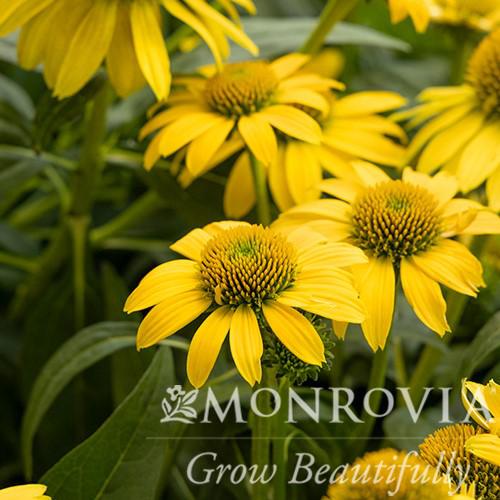 Echinacea x 'Balsomemyim' ~ Monrovia® Sombrero® Lemon Yellow Improved Coneflower-ServeScape