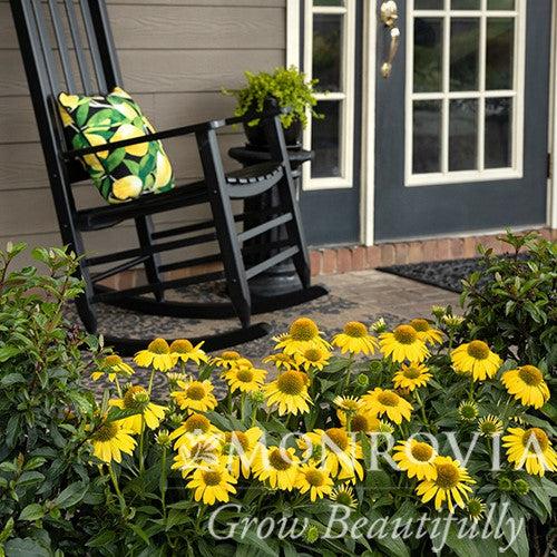 Echinacea x 'Balsomemyim' ~ Monrovia® Sombrero® Lemon Yellow Improved Coneflower-ServeScape