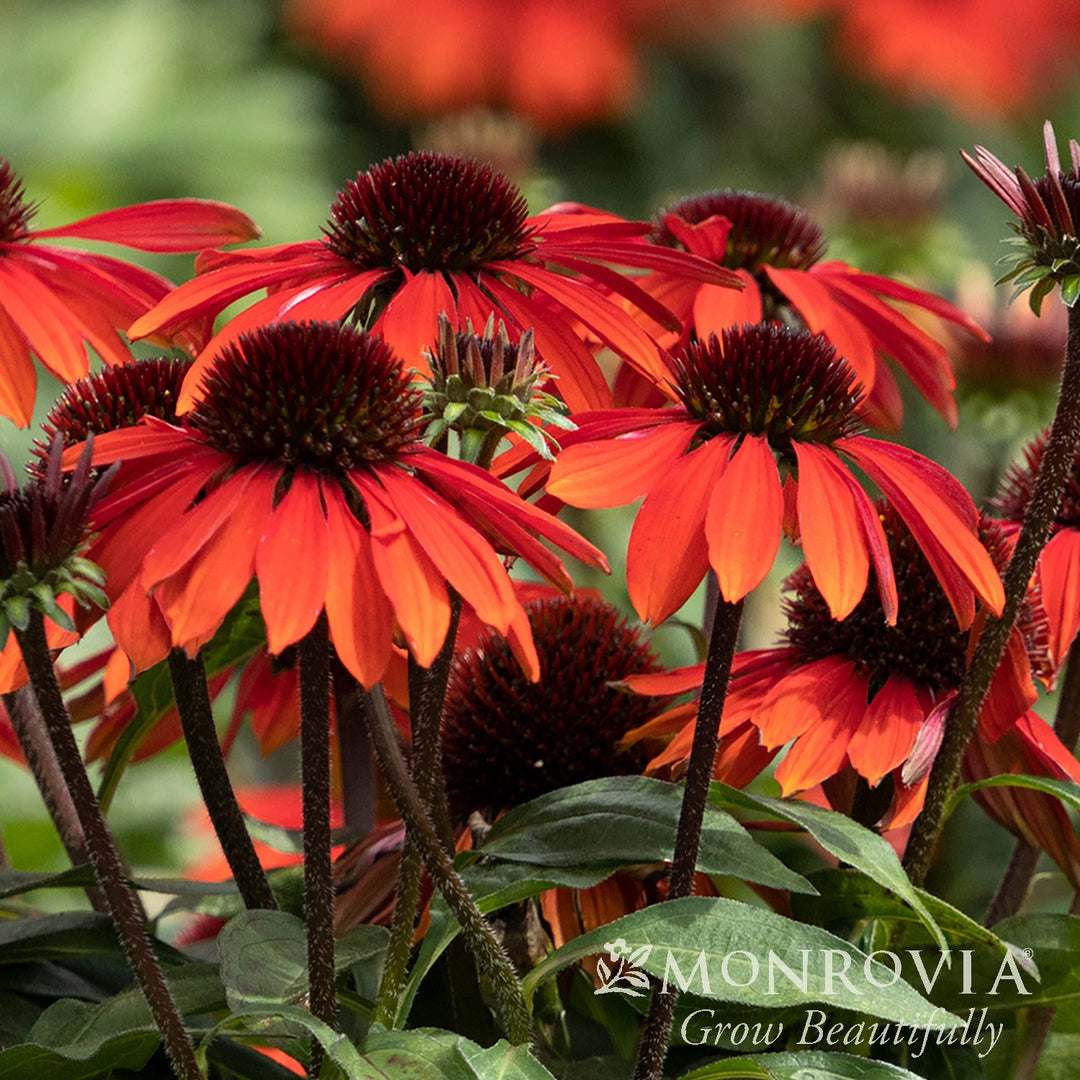 Echinacea x 'Balsomanita' PPAF ~ Monrovia® Sombrero® Sangrita Coneflower-ServeScape