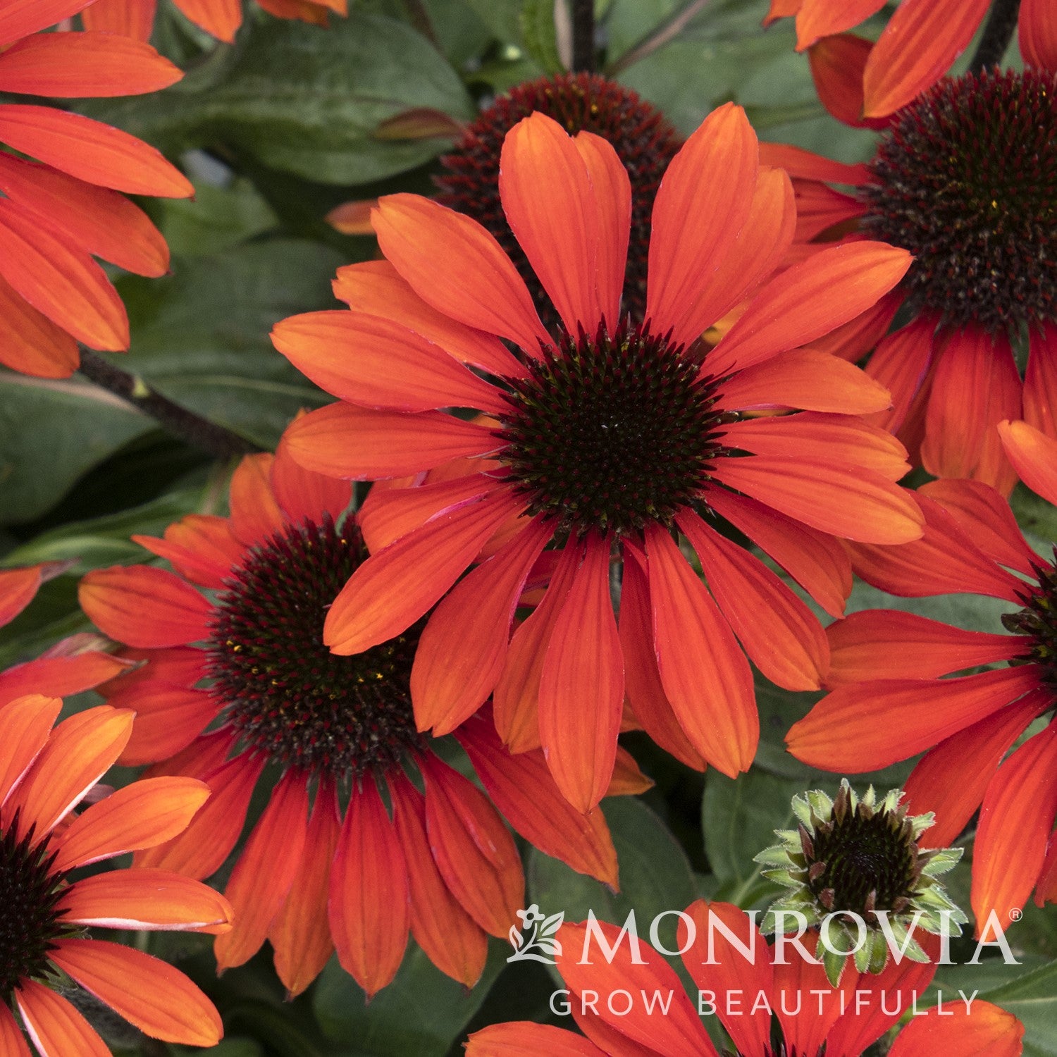 Echinacea x 'Balsomanita' PPAF ~ Monrovia® Sombrero® Sangrita Coneflower-ServeScape