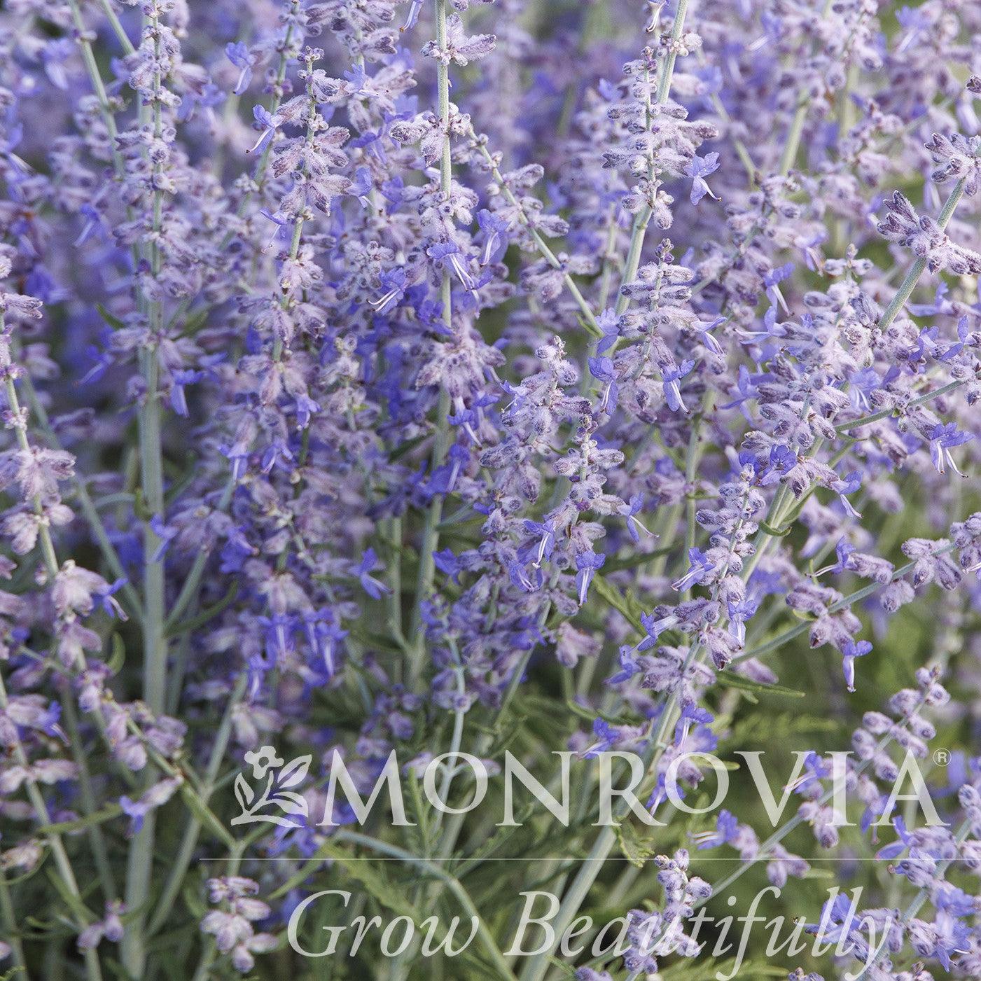 Perovskia atriplicifolia 'Blue Jean Baby' ~ Monrovia® Blue Jean Baby Russian Sage-ServeScape