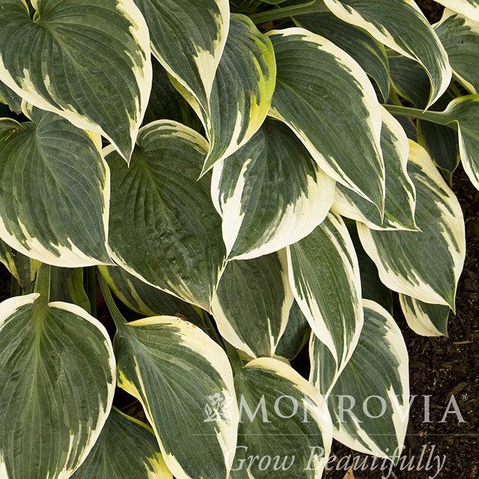 Hosta 'First Frost' ~ Monrovia® First Frost Hosta-ServeScape