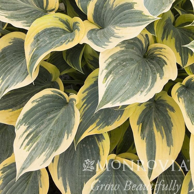 Hosta 'First Frost' ~ Monrovia® First Frost Hosta-ServeScape