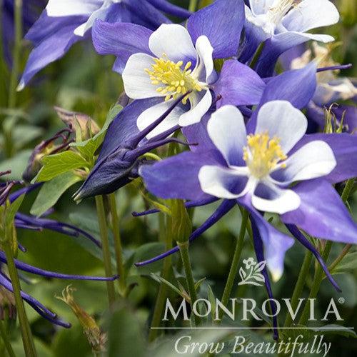 Aquilegia caerulea 'Deep Blue & White' ~ Monrovia® Kirigami™ Deep Blue & White Columbine-ServeScape