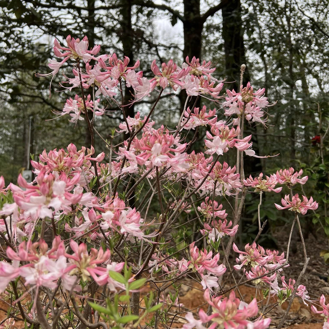 Rhododendron canescens 'Varnado's Phlox Pink' ~ Phlox Pink Native Azalea-ServeScape