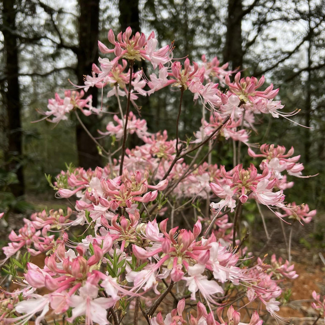 Rhododendron canescens 'Varnado's Phlox Pink' ~ Phlox Pink Native Azalea-ServeScape