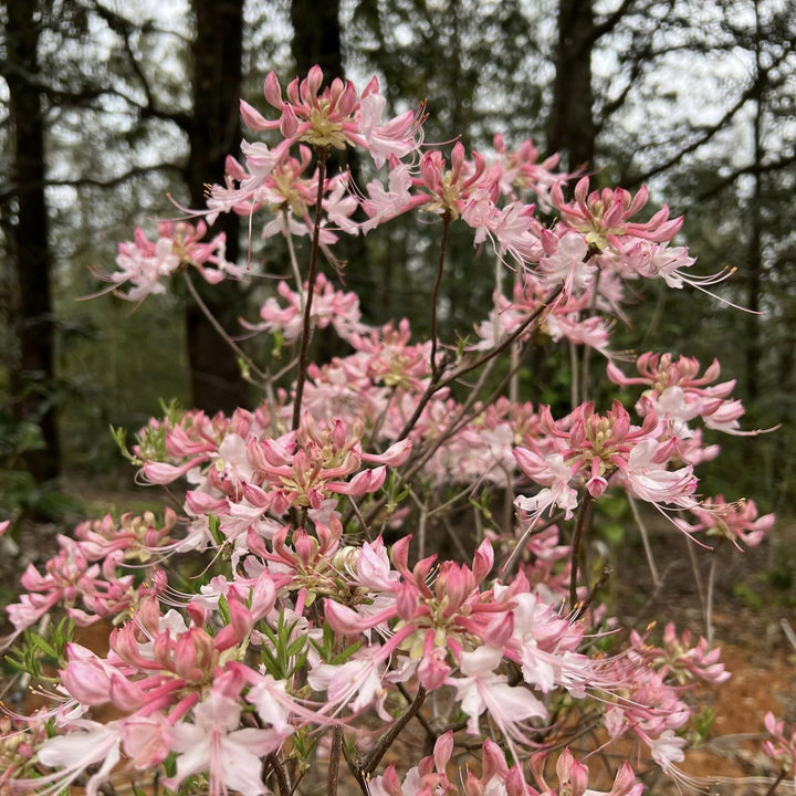 Rhododendron canescens 'Varnado's Phlox Pink' ~ Phlox Pink Native Azalea-ServeScape