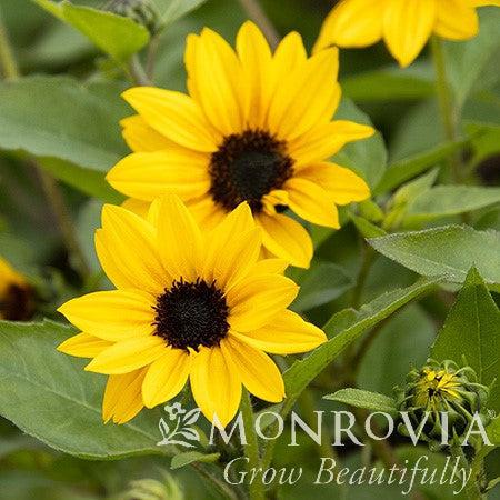 Helianthus x annuus 'TMSNBLEV16/1' PP #33,172 ~ Monrovia® SunBelievable™ Golden Girl Helianthus-ServeScape