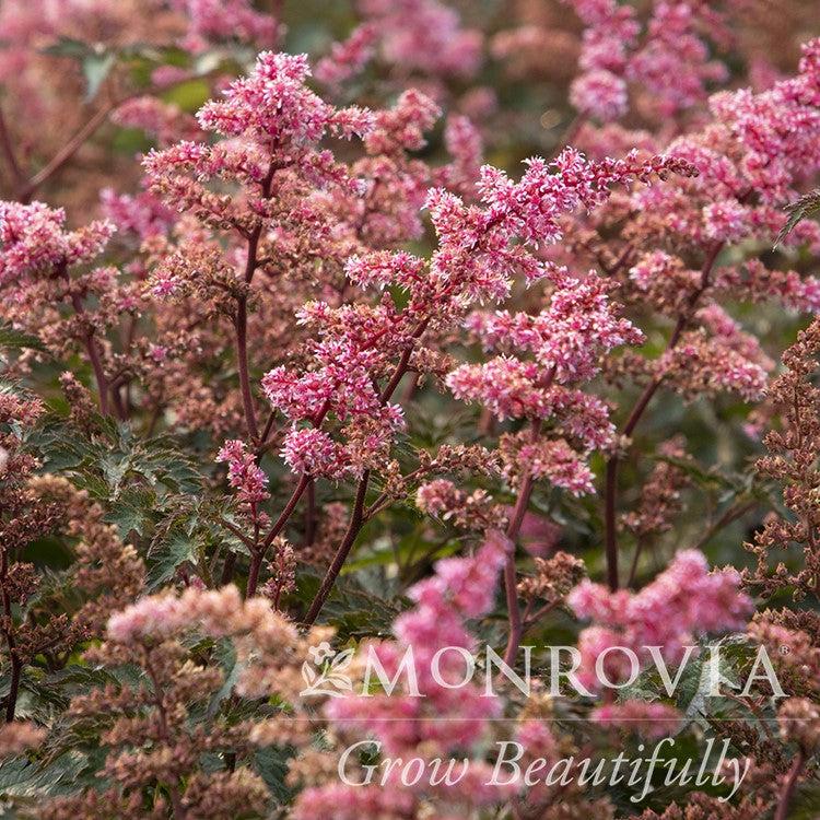 Astilbe x 'Key West' ~ Monrovia® Key West Astilbe-ServeScape