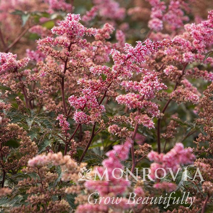 Astilbe x 'Key West' ~ Monrovia® Key West Astilbe-ServeScape