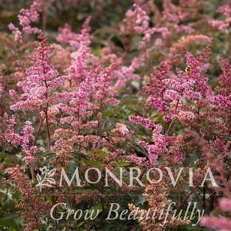 Astilbe x 'Key West' ~ Monrovia® Key West Astilbe-ServeScape
