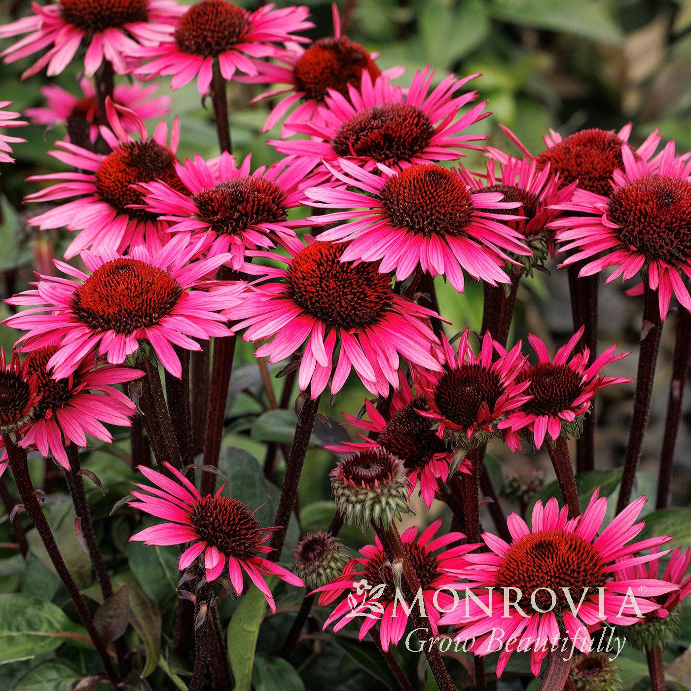 Echinacea purpurea 'Fatal Attraction' PP #18,429 ~ Monrovia® Fatal Attraction Coneflower-ServeScape