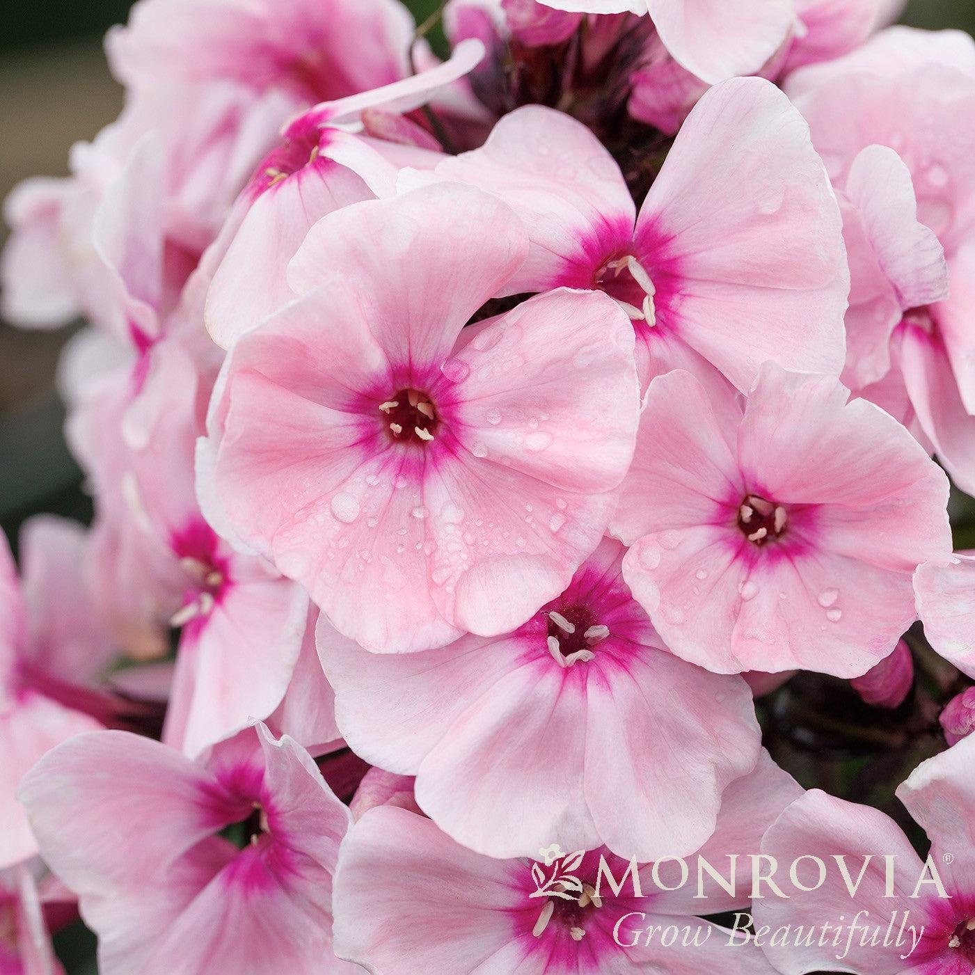 Phlox paniculata 'Ditoran' ~ Monrovia® Sweet Summer® Queen™ Garden Phlox-ServeScape