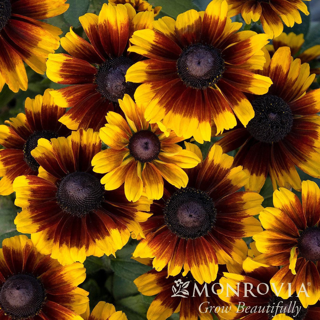 Rudbeckia hirta 'Kissing' ~ Monrovia® SmileyZ™ Kissing Black-Eyed Susan-ServeScape