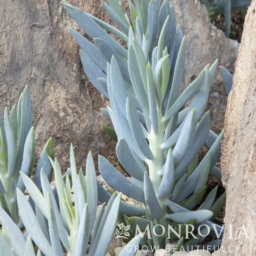 Senecio ficoides ‘Mount Everest’ ~ Mount Everest Big Blue Chalksticks-ServeScape