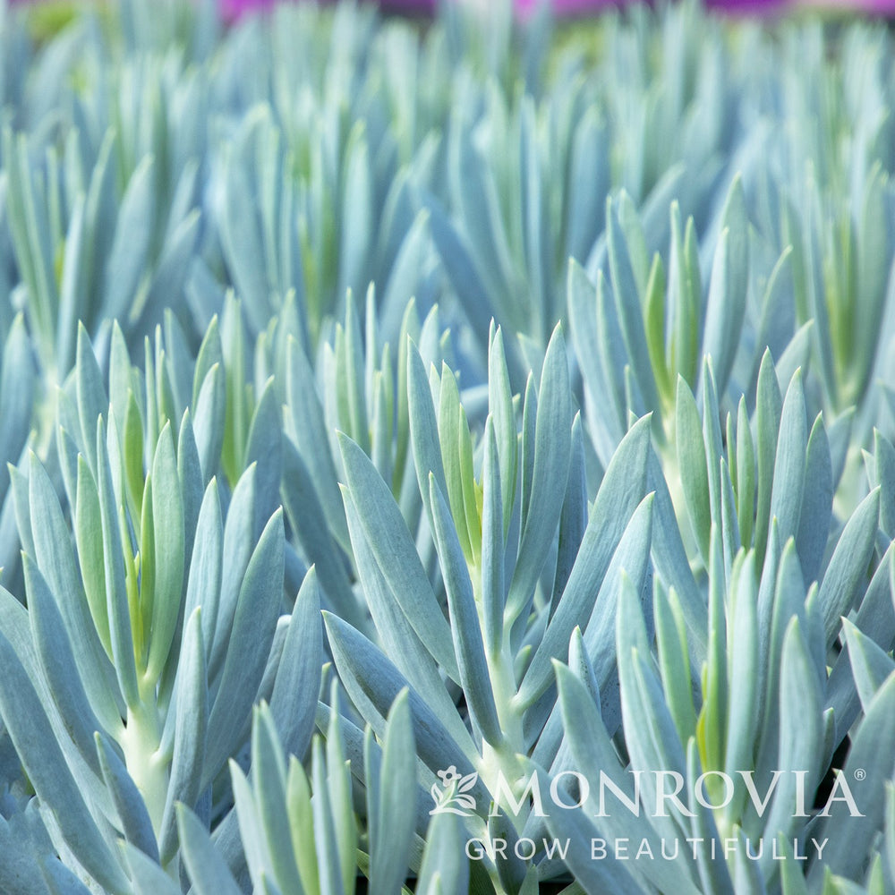 Senecio ficoides ‘Mount Everest’ ~ Mount Everest Big Blue Chalksticks-ServeScape