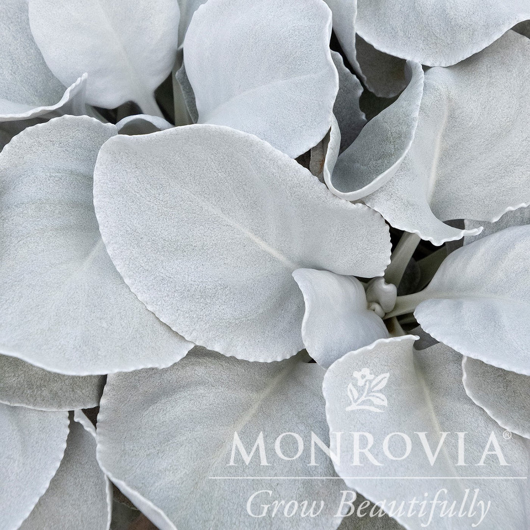 Senecio candicans 'Senaw' ~ Monrovia® Angel Wings® Senecio-ServeScape