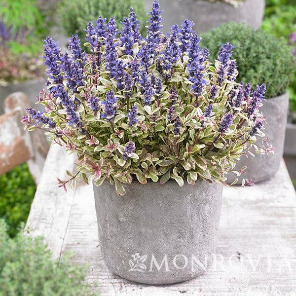 Ajuga reptans 'Piotrek01' ~ Monrovia® Princess Nadia Bugleweed-ServeScape