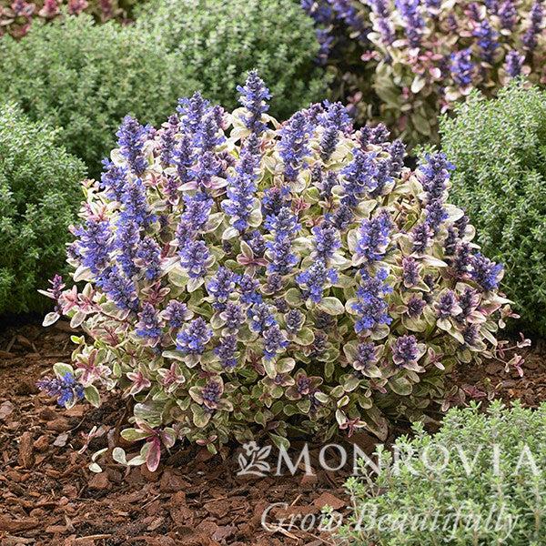 Ajuga reptans 'Piotrek01' ~ Monrovia® Princess Nadia Bugleweed-ServeScape