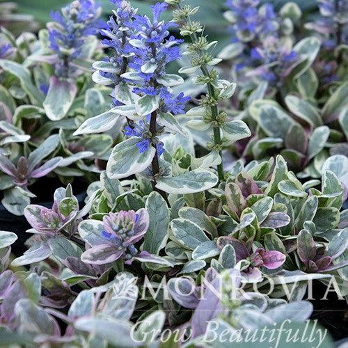 Ajuga reptans 'Piotrek01' ~ Monrovia® Princess Nadia Bugleweed-ServeScape