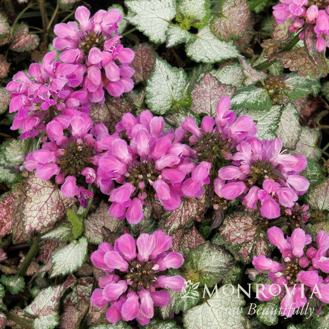 Lamium maculatum 'Lami Dark Purple' ~ Monrovia® Lami™ Dark Purple Deadnettle-ServeScape