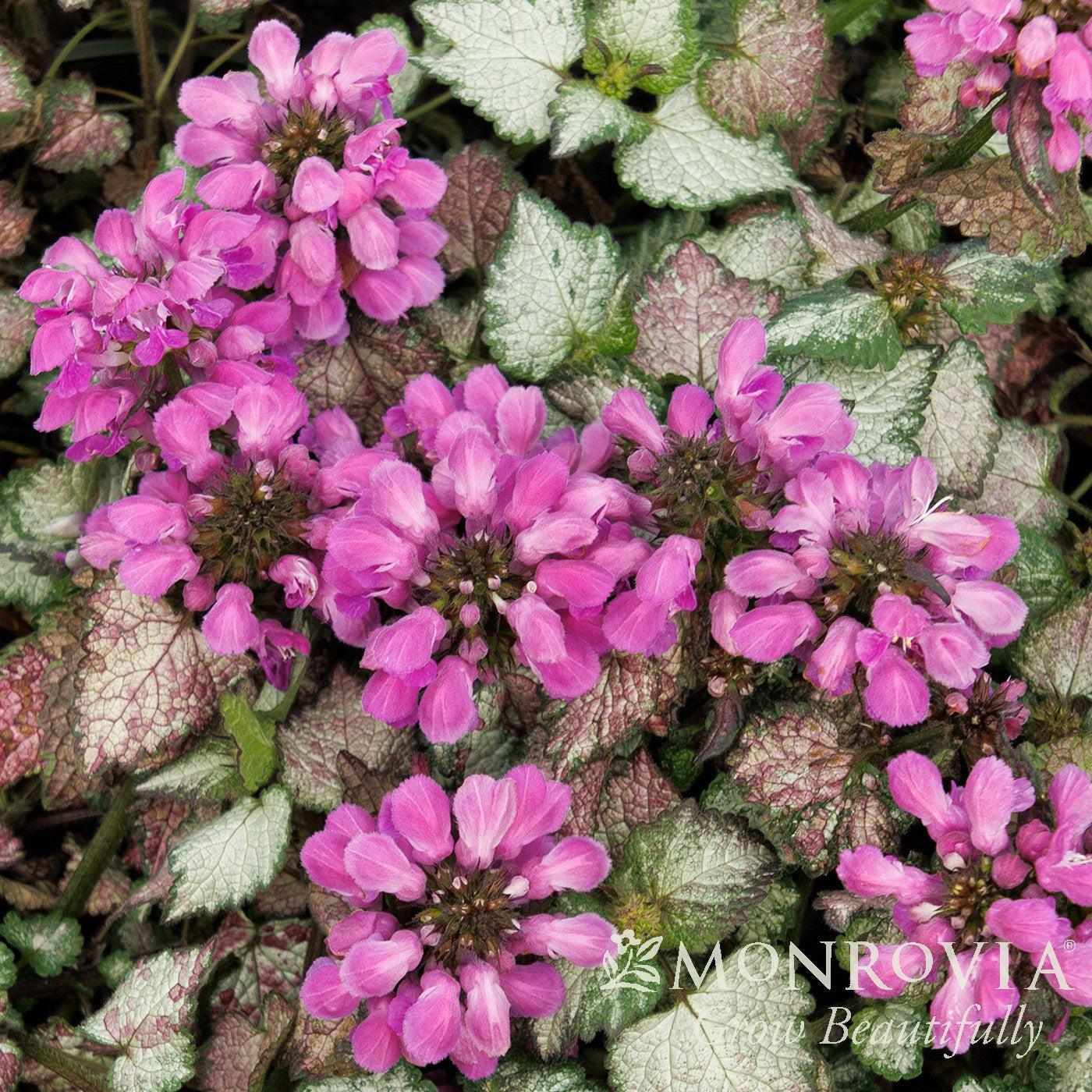Lamium maculatum 'Lami Dark Purple' ~ Monrovia® Lami™ Dark Purple Deadnettle-ServeScape