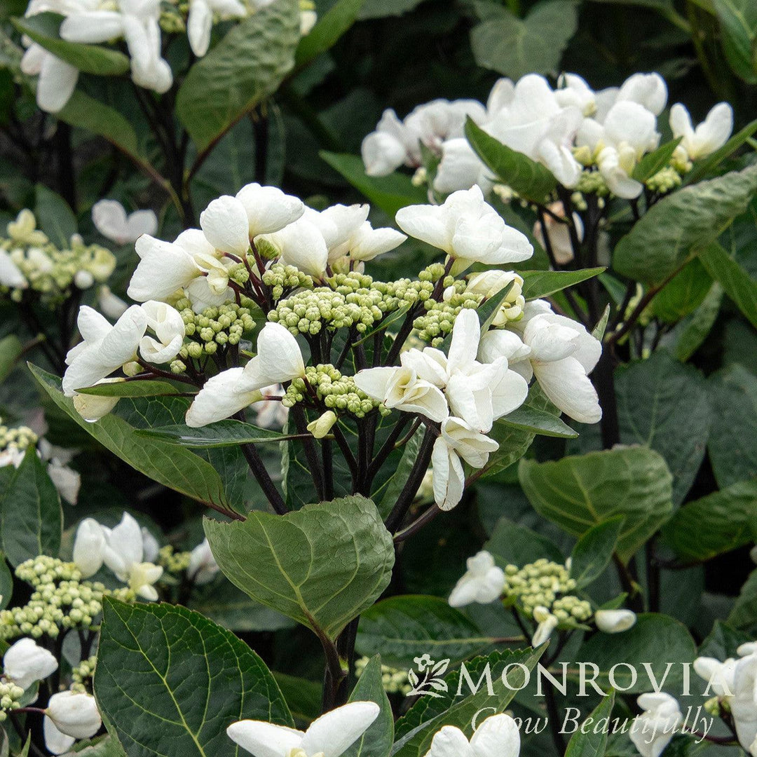 Hydrangea macrophylla 'CAMCHO45' PPAF ~ Monrovia® Seaside Serenade® Glacier Bay Hydrangea-ServeScape