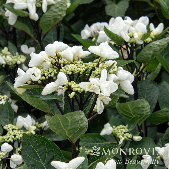 Hydrangea macrophylla 'CAMCHO45' PPAF ~ Monrovia® Seaside Serenade® Glacier Bay Hydrangea-ServeScape