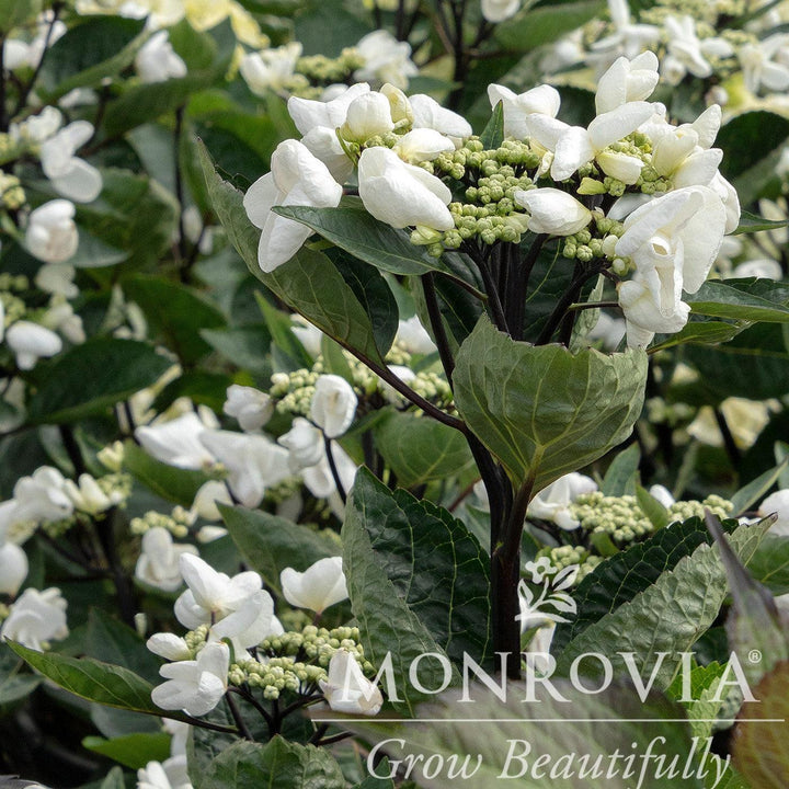 Hydrangea macrophylla 'CAMCHO45' PPAF ~ Monrovia® Seaside Serenade® Glacier Bay Hydrangea-ServeScape