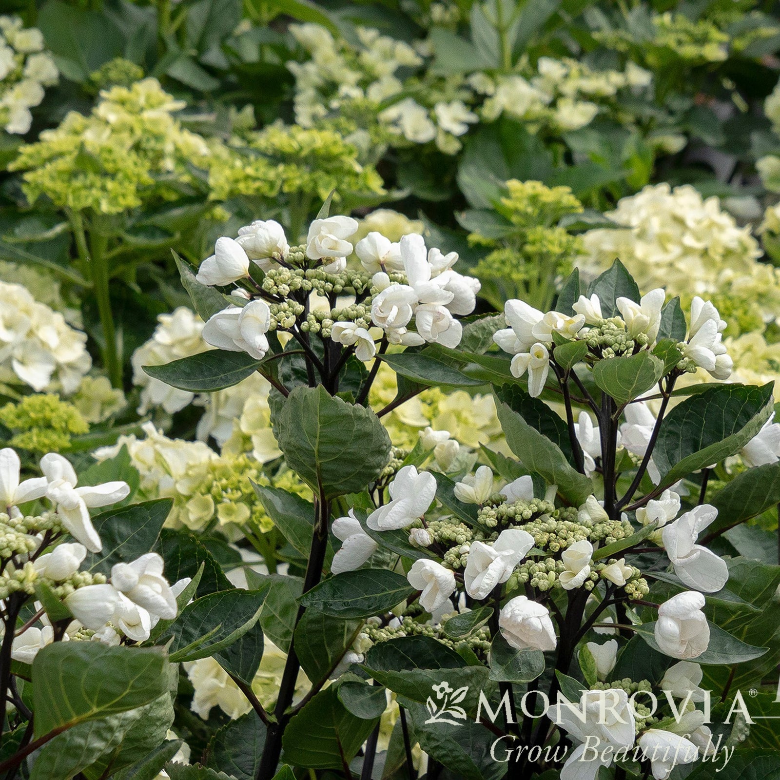 Hydrangea macrophylla 'CAMCHO45' PPAF ~ Monrovia® Seaside Serenade® Glacier Bay Hydrangea-ServeScape