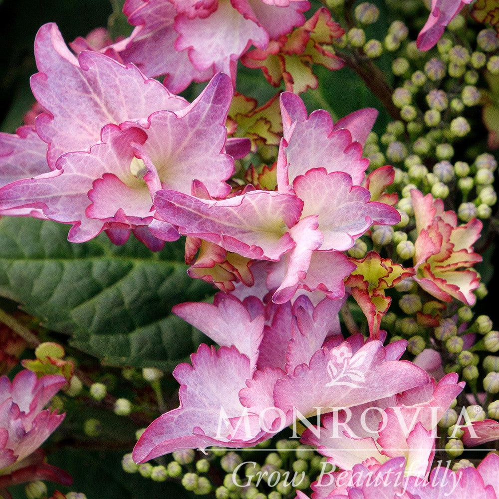 Hydrangea macrophylla 'CAMFRE29' PPAF ~ Monrovia® Seaside Serenade® Crystal Cove Hydrangea-ServeScape