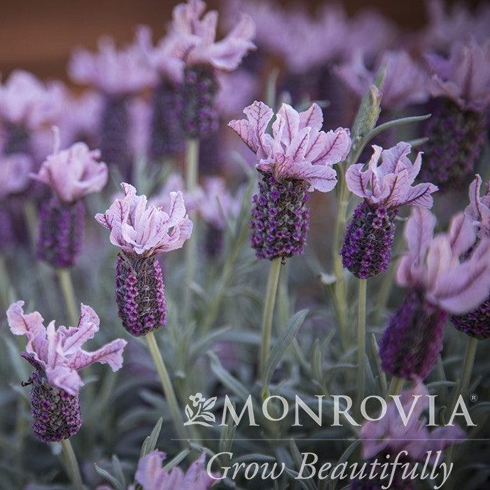 Lavandula stoechas 'Ghostly Princess' ~ Monrovia® Ghostly Princess Lavender-ServeScape