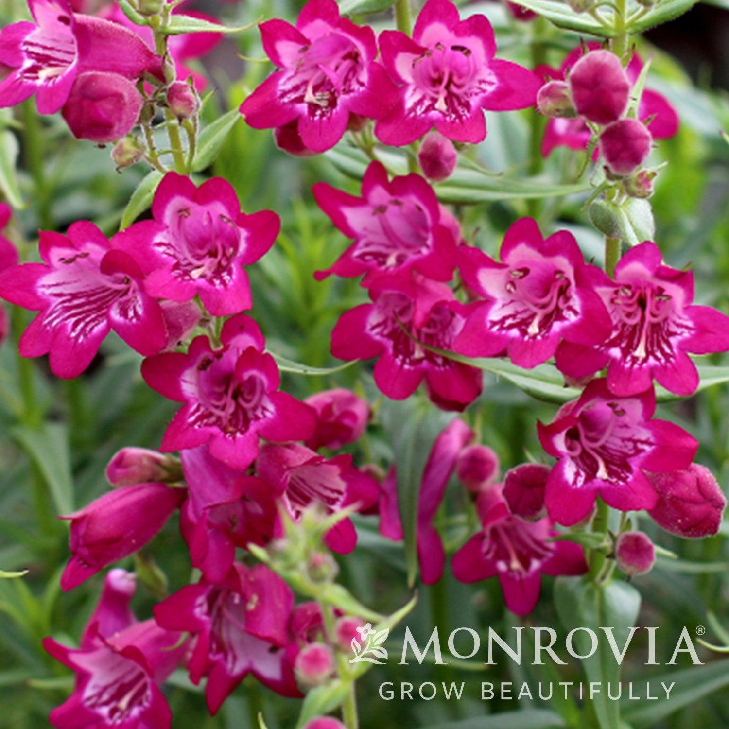 Penstemon 'TNPENHM' PPAF ~ Monrovia® Harlequin™ Magenta Beardtongue-ServeScape