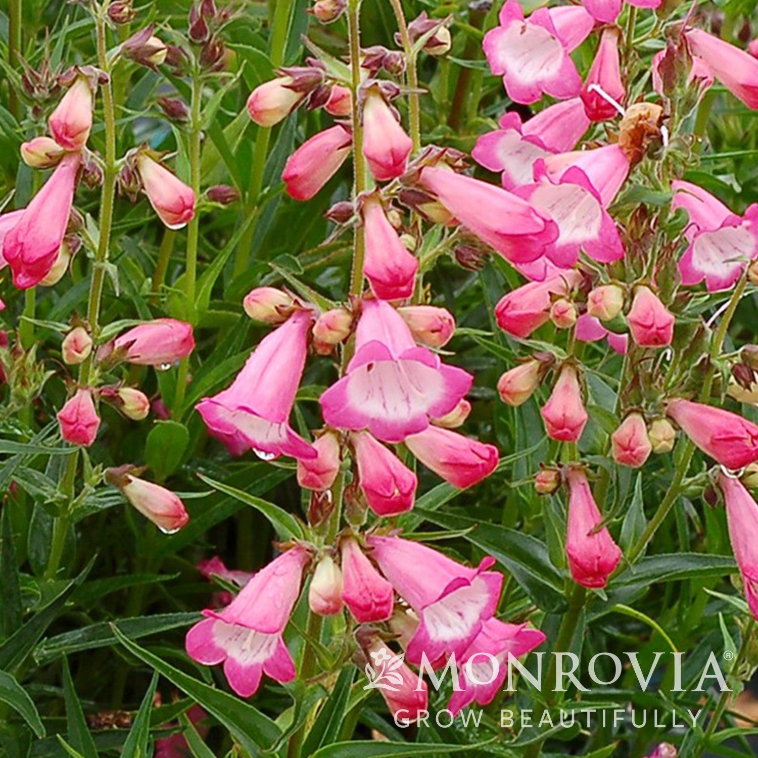 Penstemon 'TNPENHPI ~ Monrovia® Harlequin™ Pink Beardtongue-ServeScape