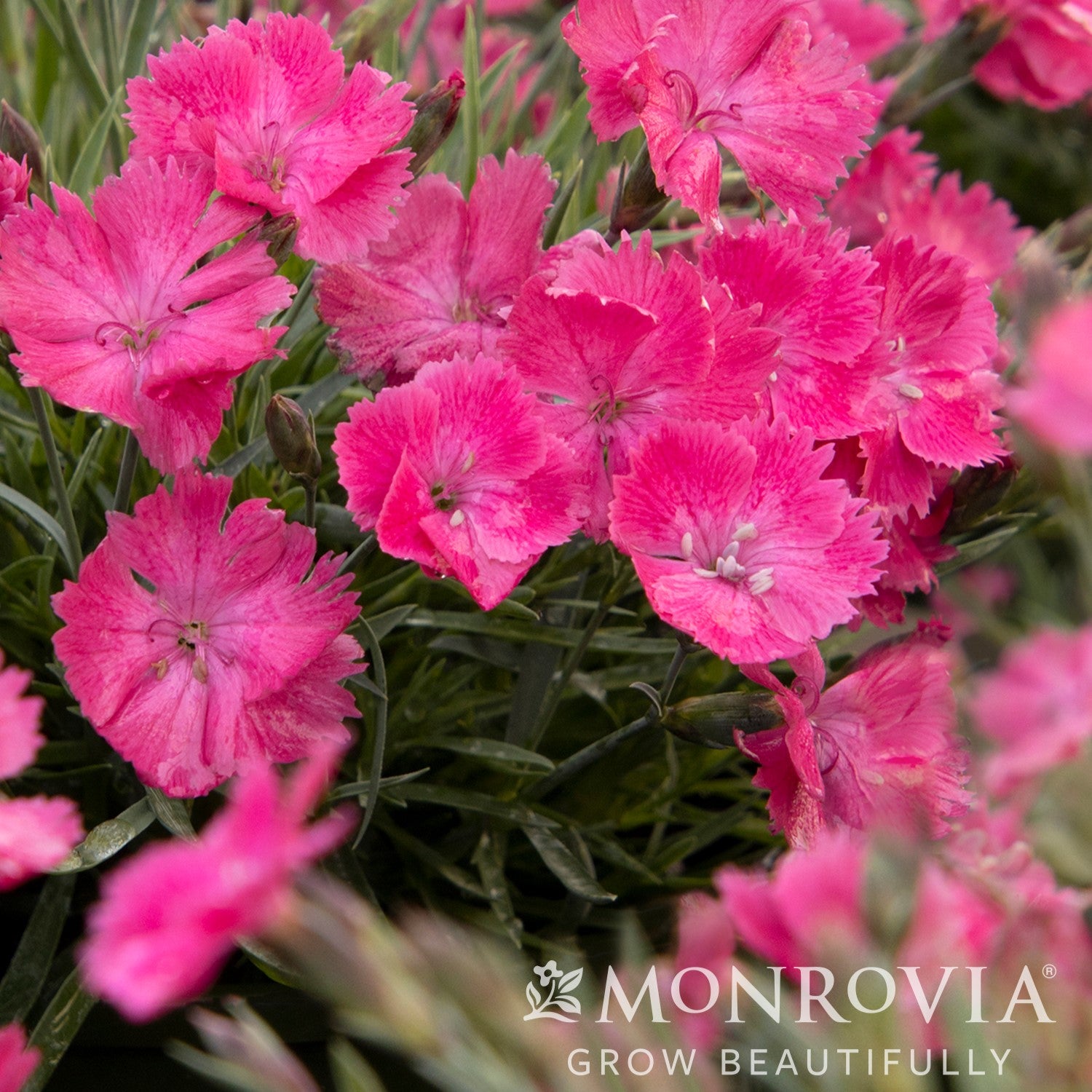Dianthus 'Uribest52' PP #28,239 Vivid™ Bright Light ~ Monrovia® Vivid™ Bright Light Dianthus-ServeScape