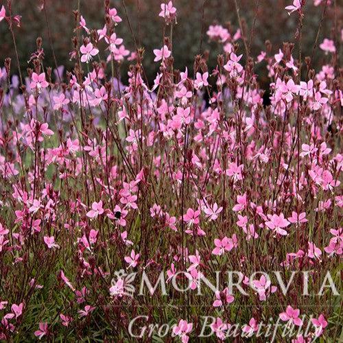 Gaura lindheimeri 'Steffi Dark Rose' ~ Monrovia® Steffi Dark Rose Gaura-ServeScape