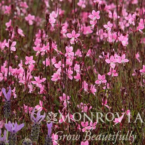 Gaura lindheimeri 'Steffi Dark Rose' ~ Monrovia® Steffi Dark Rose Gaura-ServeScape