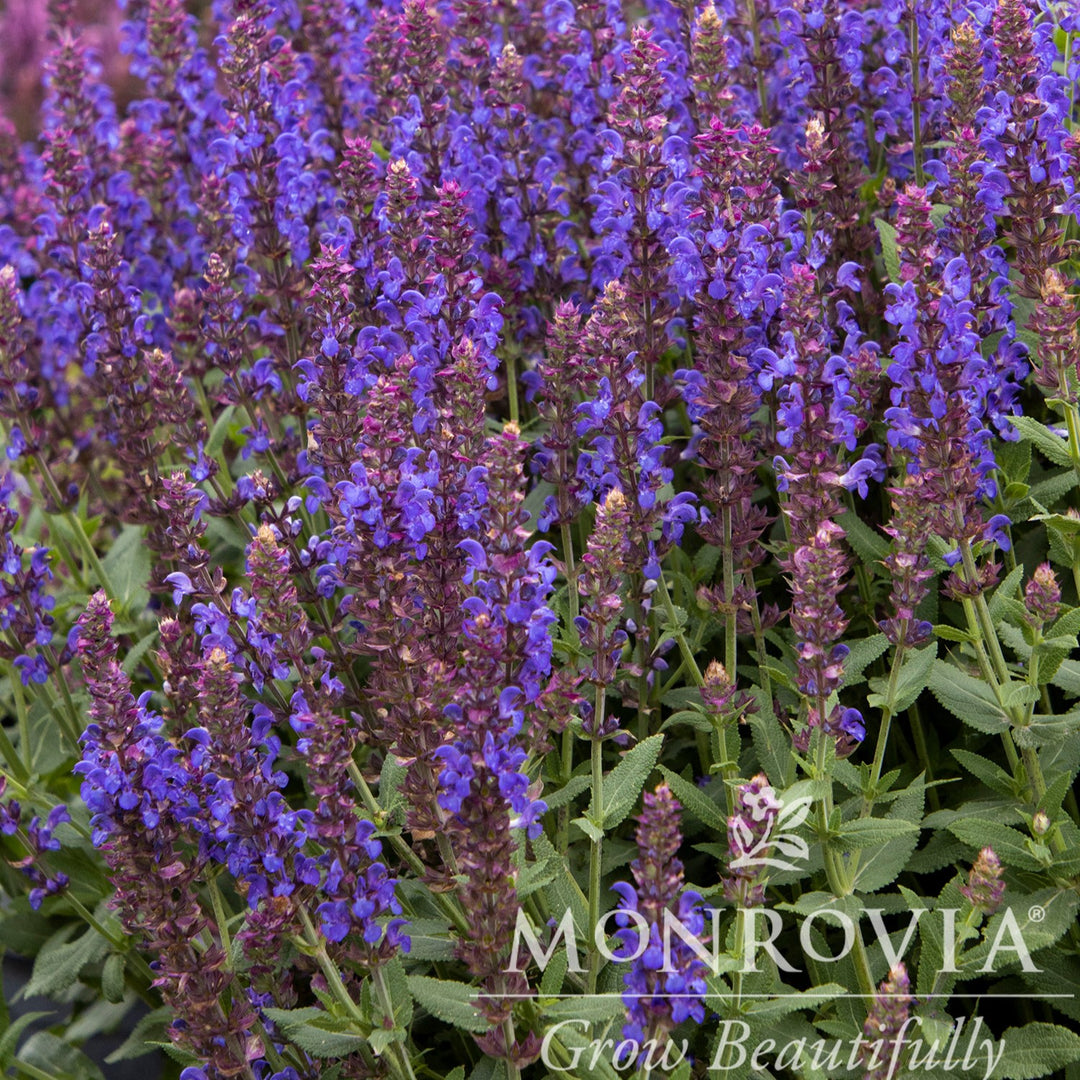 Salvia nemorosa 'Apex Blue' ~ Monrovia® Apex™ Blue Meadow Sage-ServeScape