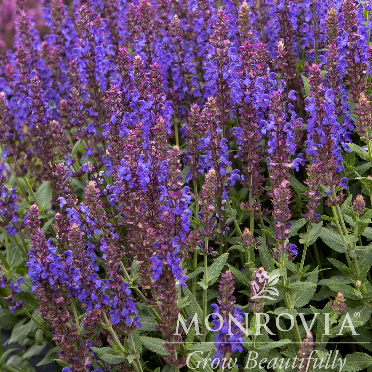 Salvia nemorosa 'Apex Blue' ~ Monrovia® Apex™ Blue Meadow Sage-ServeScape