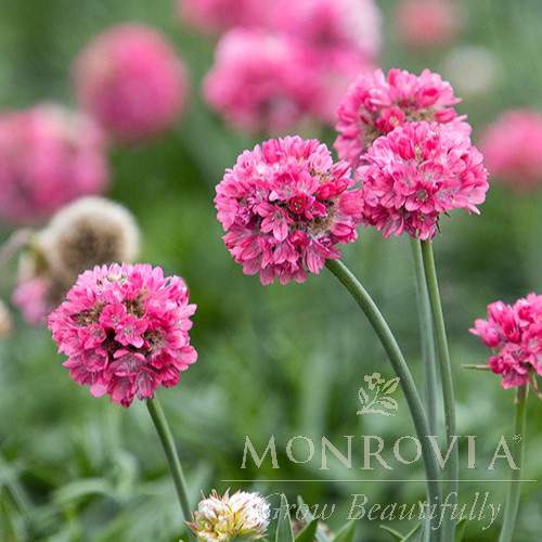 Armeria pseudarmeria 'Dreamland' ~ Monrovia® Dreameria® Dreamland Thrift-ServeScape