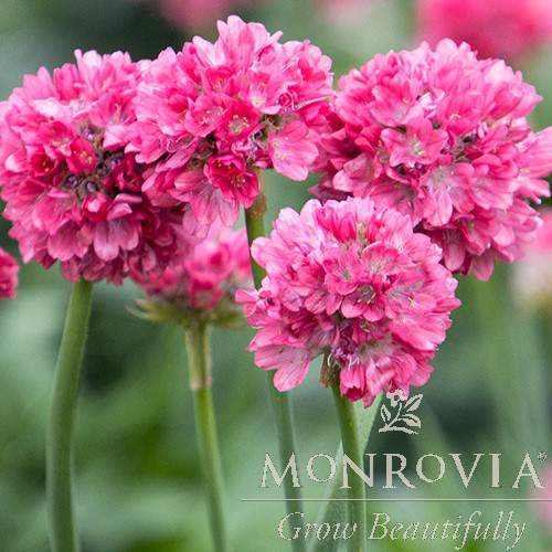 Armeria pseudarmeria 'Dreamland' ~ Monrovia® Dreameria® Dreamland Thrift-ServeScape