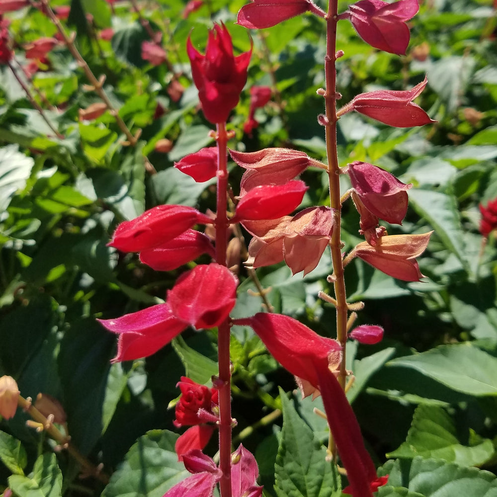 Salvia splendens 'Saucy Red' ~ Saucy™ Red Salvia-ServeScape