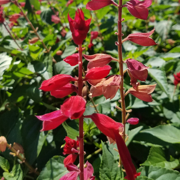 Salvia splendens 'Saucy Red' ~ Saucy™ Red Salvia-ServeScape