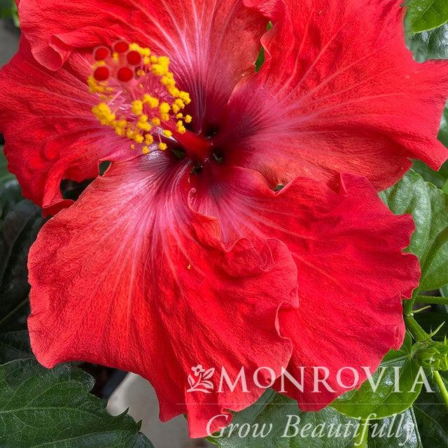 Hibiscus rosa-sinensis 'JBG 13008' PP34,782 ~ Monrovia® Jazzy Jewel® Ruby Hibiscus-ServeScape