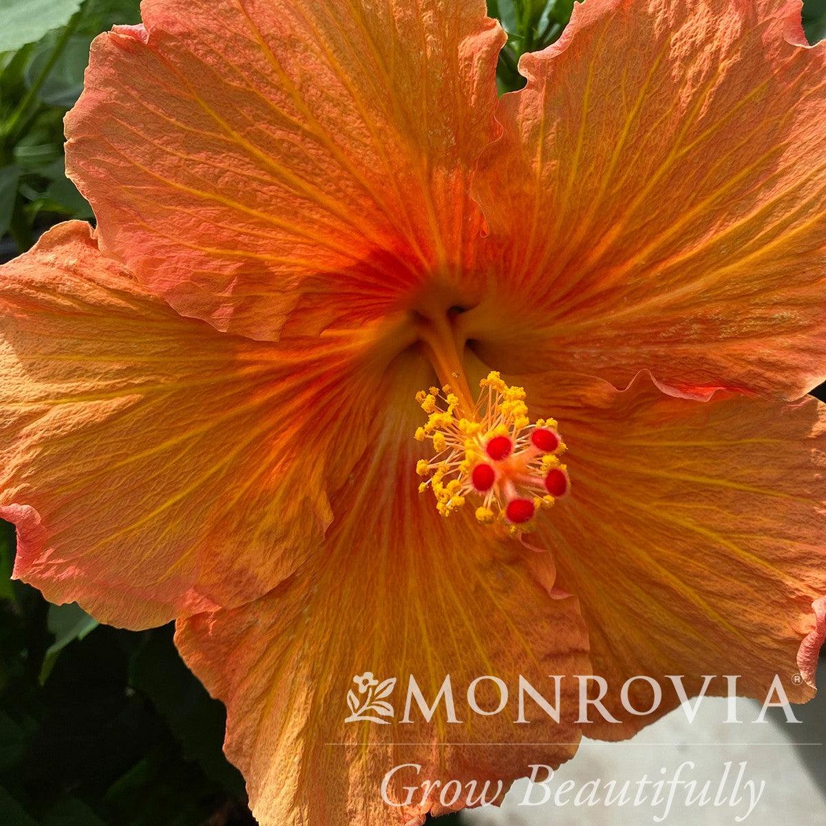 Hibiscus rosa-sinensis 'JBG RH-05' PP34,662 ~ Monrovia® Jazzy Jewel® Amber Hibiscus-ServeScape