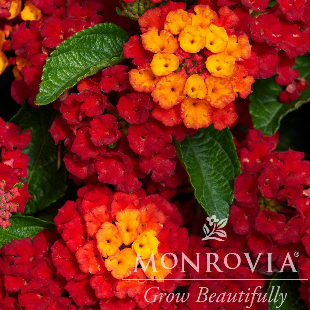 Lantana camara 'Hot Blooded' ~ Monrovia® Hot Blooded™ Lantana-ServeScape