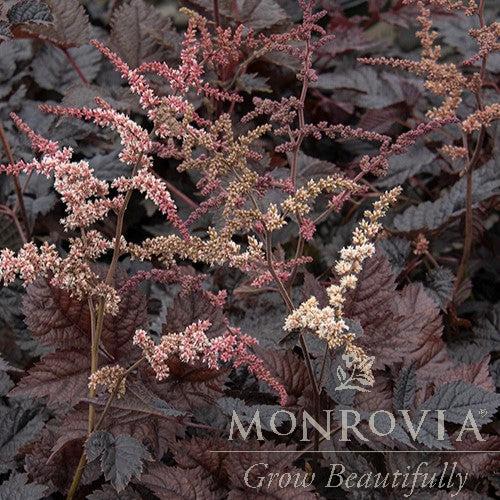 Astilbe thunbergii 'Chocolate Shogun' ~ Monrovia® Chocolate Shogun Astilbe-ServeScape